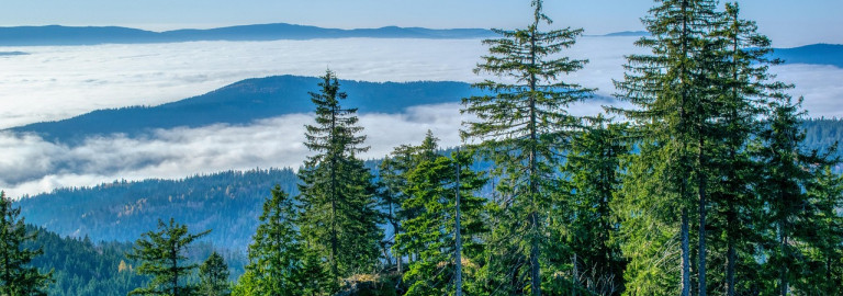 Foto vom Silberberggipfel aus, man sieht Wald und Wolken