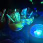 Kindercocktails